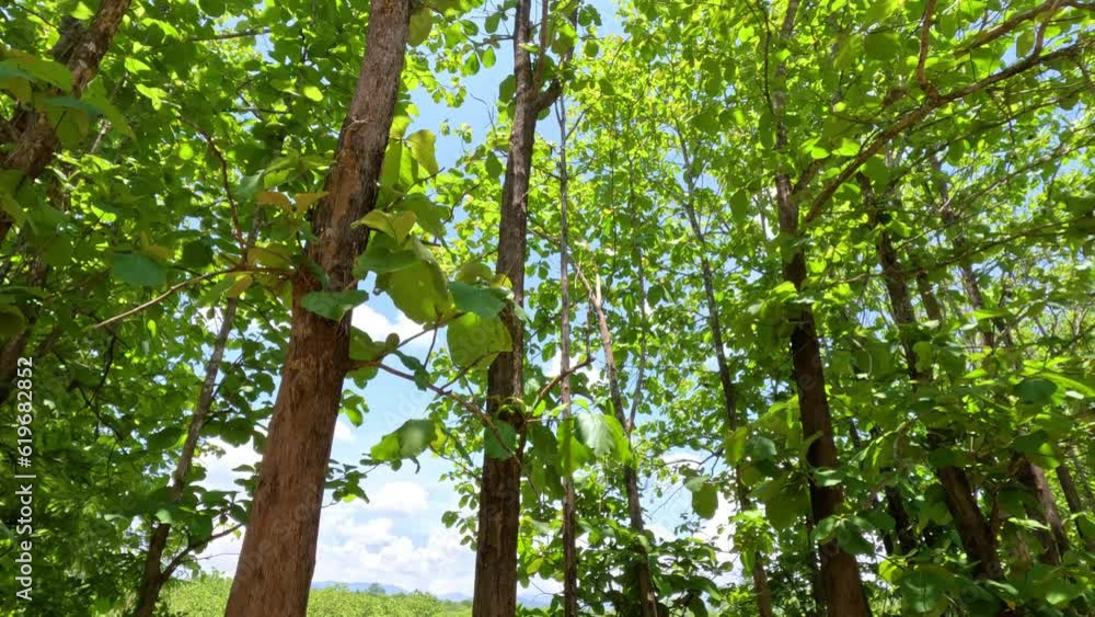 Tropical rainforest look up view on a sunny day. Tropical rainforest look up view on a sunny day.