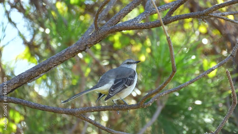 A Northern mockingbird bird perched on a tree branch A Northern mockingbird bird perched on a tree branch