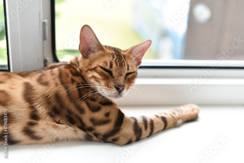 Relaxed bengal cat lying on windowsill  sleepy kitten. Horizontal photo