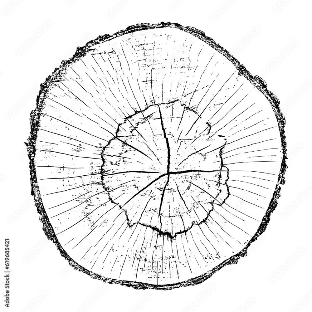 Obraz premium Wood texture cross section of tree rings. Cut slice of wooden stump isolated on white. Textured surface with rings and cracks. Black background made of hardwood from the forest. Vector illustration.
