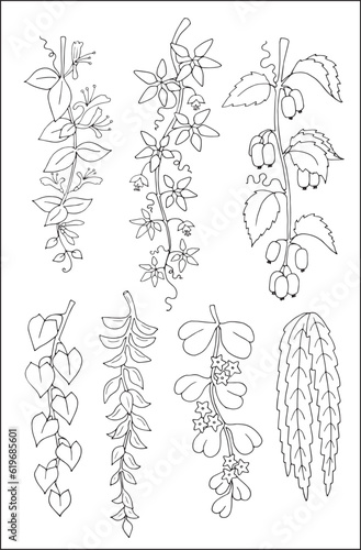 Set of vector vegetal decorative elements, contours of leaves in black and white, different forms of hanging tropical leaves. Vector illustration.
