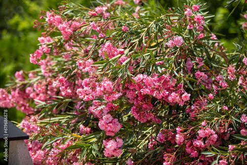 pink flow in the road side in uzbekistan