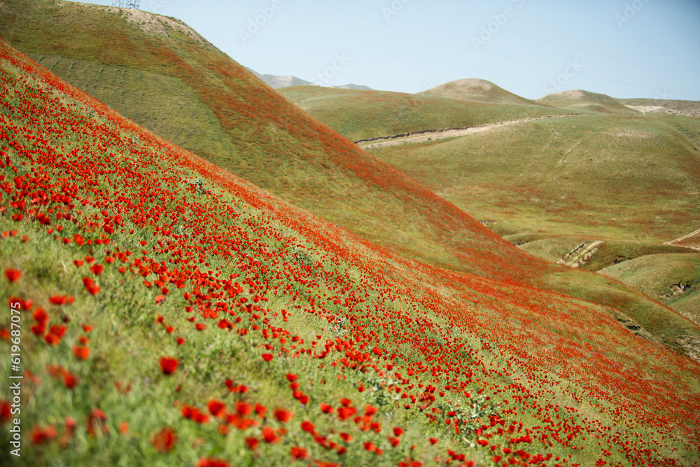 valley full of poppy flower