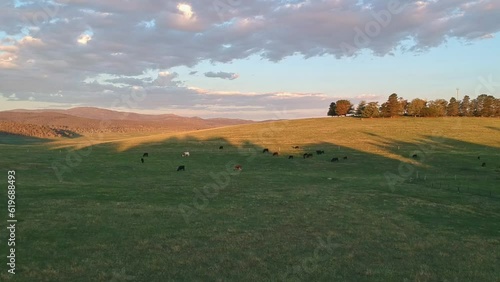 Rising up over cows in beautiful afternoon light at Adaminaby in NSW photo