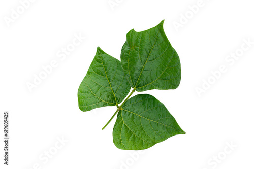 Yam bean leaf isolated on white background.