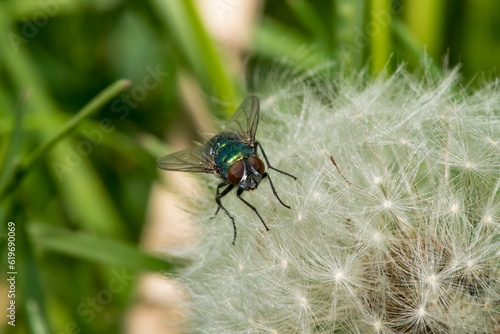 fly on green leaf © Krzysztof