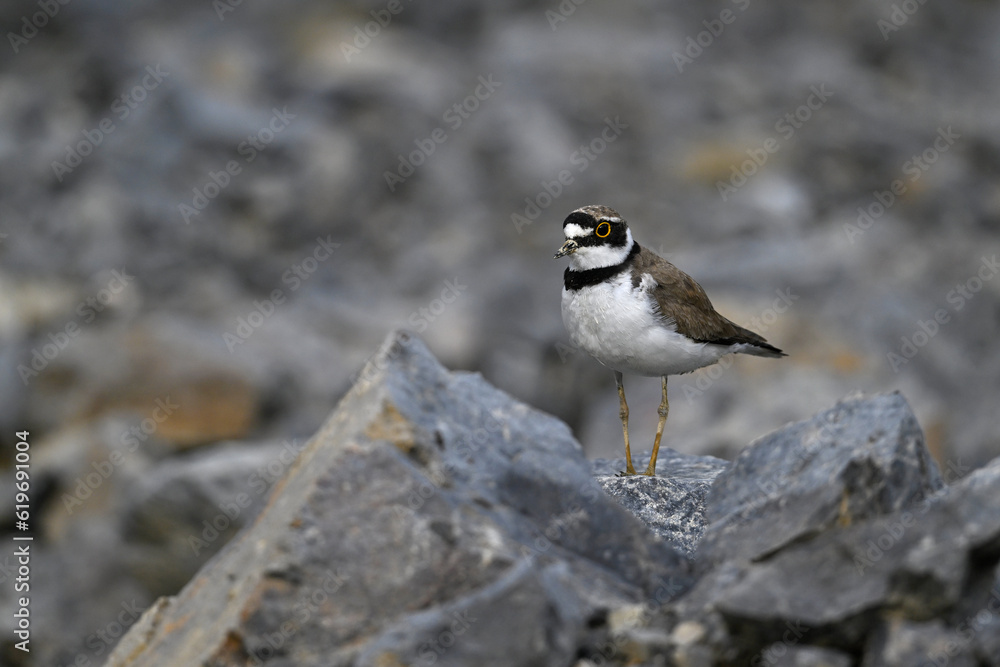 Little ringed plover // Flussregenpfeifer (Charadrius dubius) Little ringed plover // Flussregenpfeifer (Charadrius dubius)