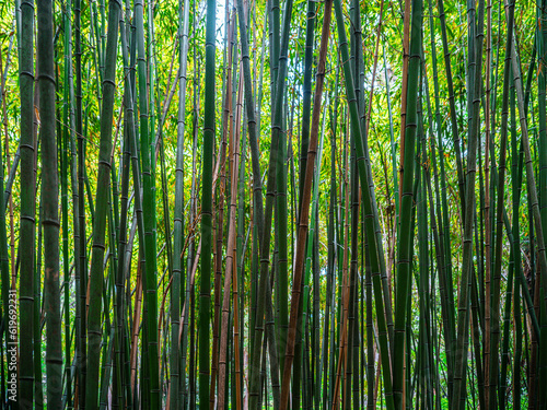 green bamboo forest © babaroga