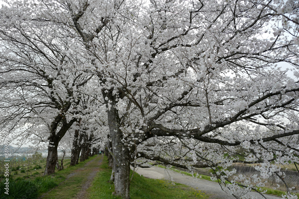 tree in bloom tree in bloom