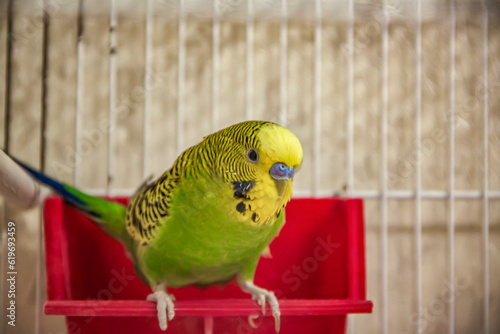 A beautiful yellow budgie is sitting on its feeder in a cage. Tropical birds at home.