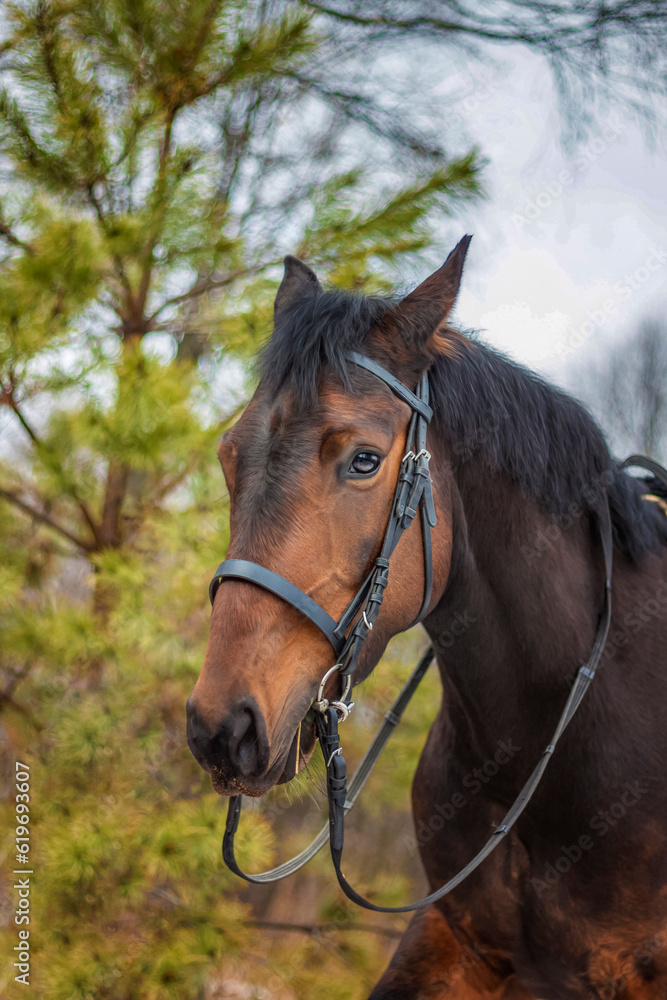 A horse of a standard breed of dark brown color, four-legged animals used for harness racing, a breed of horses for trotting, a close-up portrait. A horse of a standard breed of dark brown color, four-legged animals used for harness racing, a breed of horses for trotting, a close-up portrait.