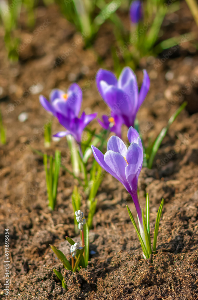 Primroses and crocuses in spring in a clearing in the forest. Spring is reborn in the forest. Primroses and crocuses in spring in a clearing in the forest. Spring is reborn in the forest.