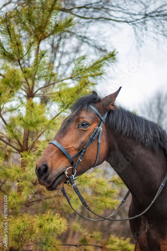 A horse of a standard breed of dark brown color, four-legged animals used for harness racing, a breed of horses for trotting, a close-up portrait.