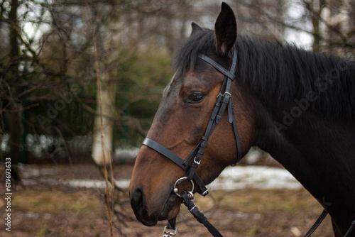 A horse of a standard breed of dark brown color, four-legged animals used for harness racing, a breed of horses for trotting, a close-up portrait.