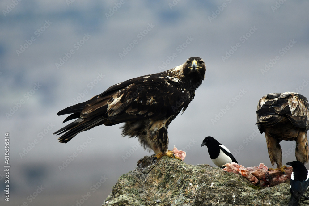 Fototapeta premium rapaces en la naturaleza en la sierra de gredos