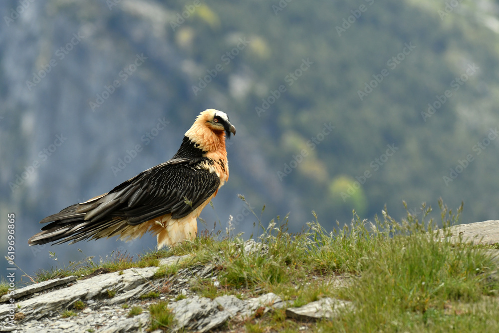 Fototapeta premium quebrantahuesos en el pirineo aragones