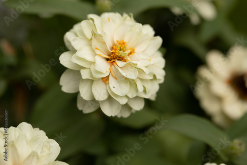 white dahlia flower