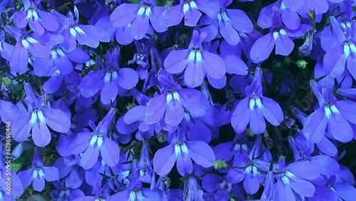 Close up of blue flowers known as Lobelia shivering in the wind.I is also grown as a herb. The lobelia makes a beautiful blue pattern photo