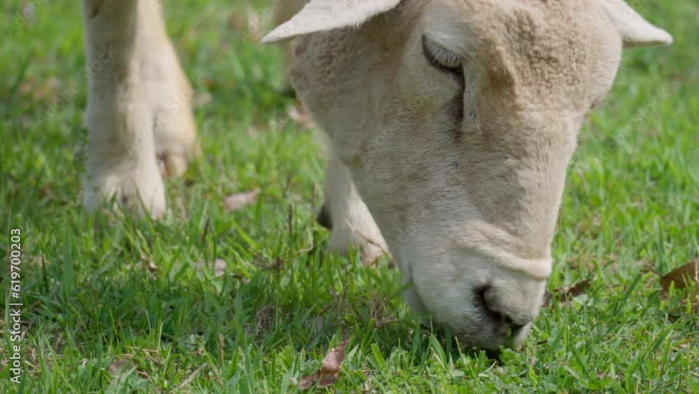 Wiltipoll Sheep Grazes Green Grass - Extreme Head Close-up. Lamb Eating In Grass Field On A Farm Wiltipoll Sheep Grazes Green Grass - Extreme Head Close-up. Lamb Eating In Grass Field On A Farm
