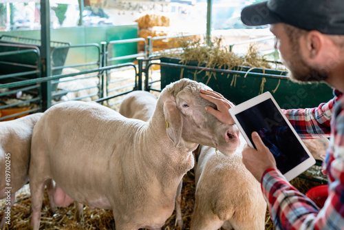 Man farmer breeder of sheep visually inspecting sheep in paddock, holding digital tablet and patting head of ram with his hand.