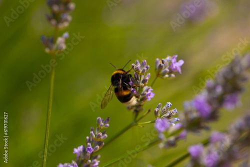 bumblebee on a flower © Erika