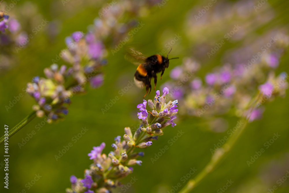 Whilst collecting pollen. Garden. Background. Wasp Whilst collecting pollen. Garden. Background. Wasp