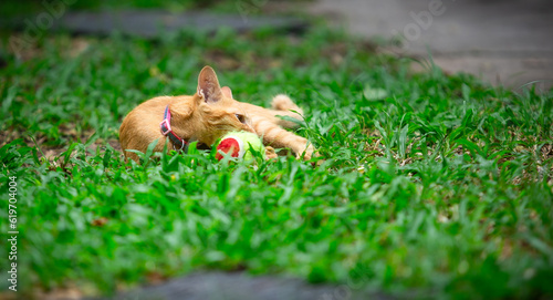 Thai local cat in the garden, Orange baby cat is playing the ball in the  garden © jerd nakata