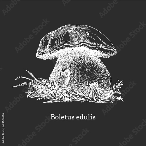 Penny Bun, Boletus edulis mushroom, vector drawing