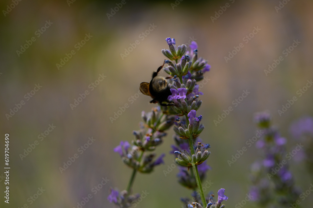 bee on a flower bee on a flower