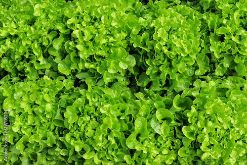 An image of freshly grown farm lettuce.