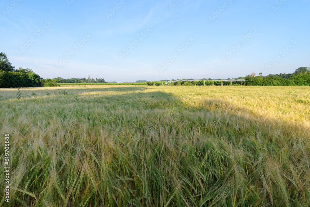  Wheat fields and orchard  in the Loire valley near Saint-Pryvé-Saint-Mesmin village
