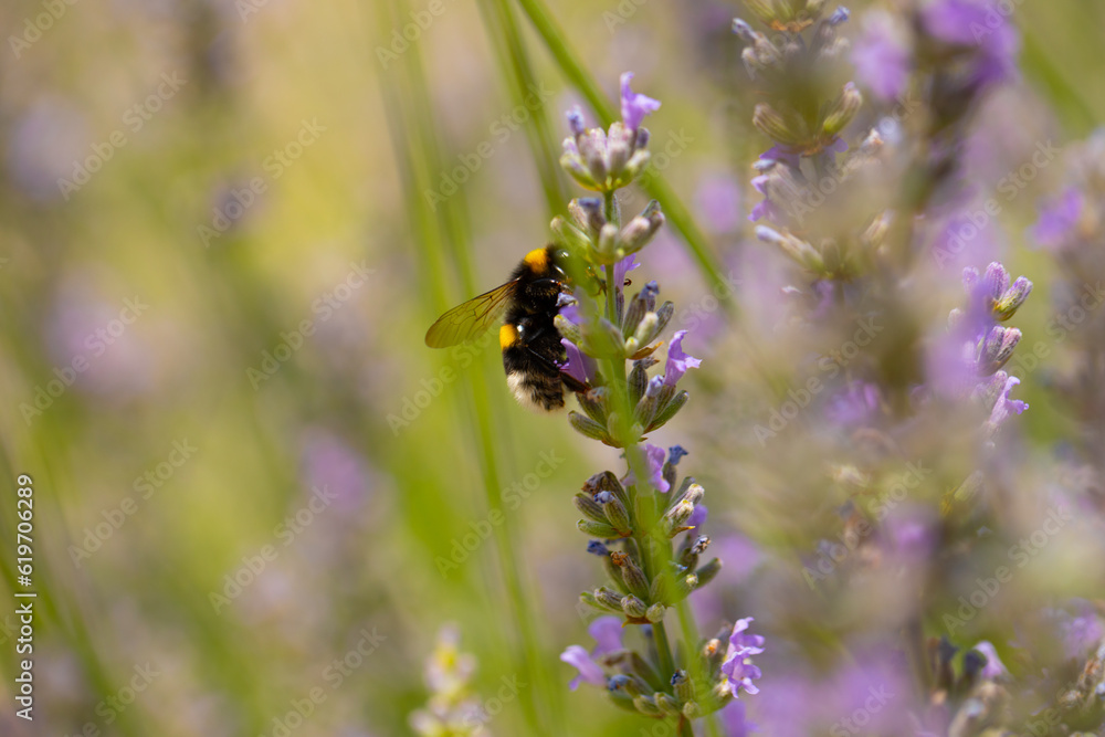 Whilst collecting pollen. Garden. Background. Wasp Whilst collecting pollen. Garden. Background. Wasp