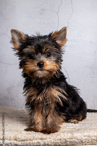 Yorkshire puppy posing in the studio