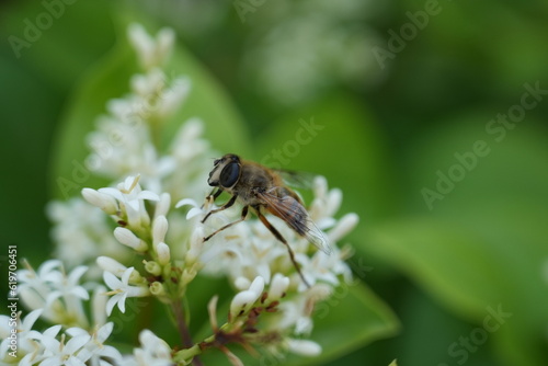 Bee on white flowers in the garden. Macro shot with shallow depth of field © 大江 邓