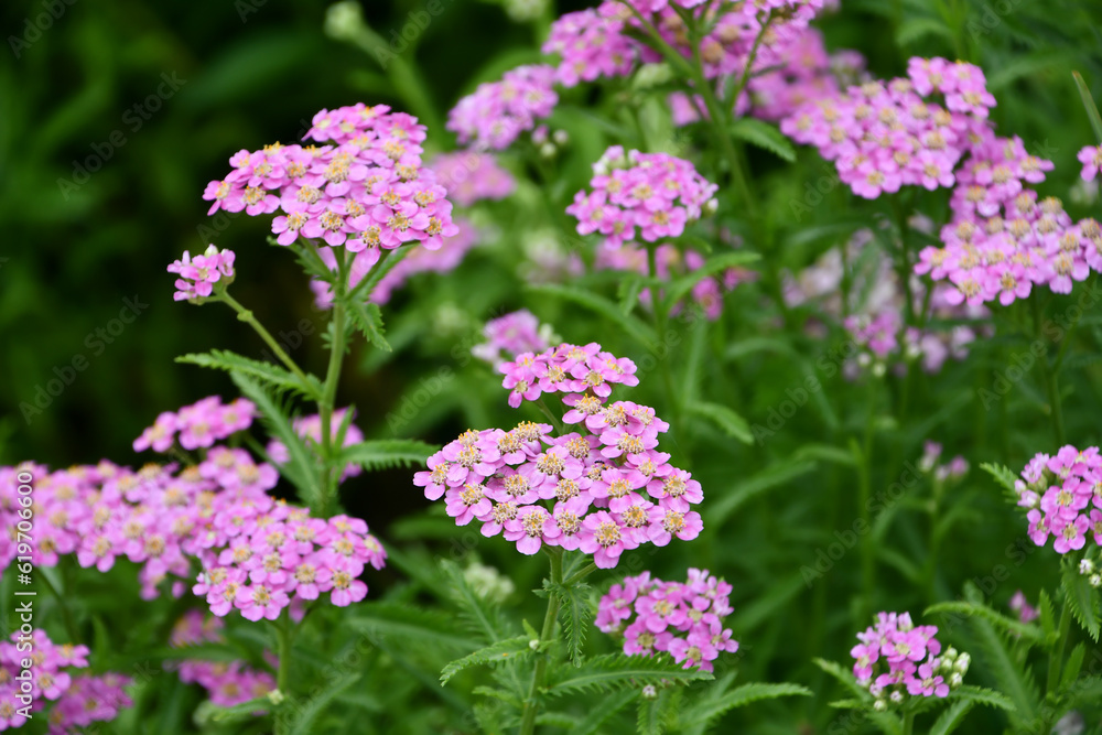 セイヨウノコギリソウ Yarrow セイヨウノコギリソウ Yarrow