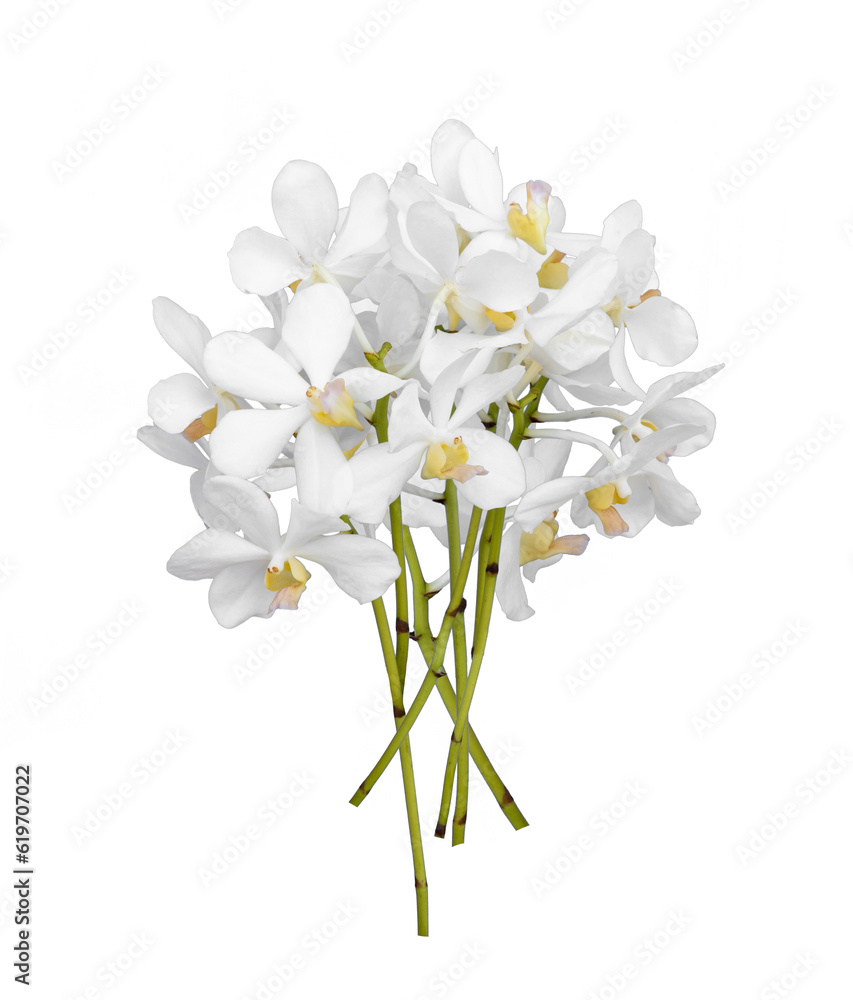 Obraz premium Bouquet of cut out white dendrobium orchid stem flower isolated on white background