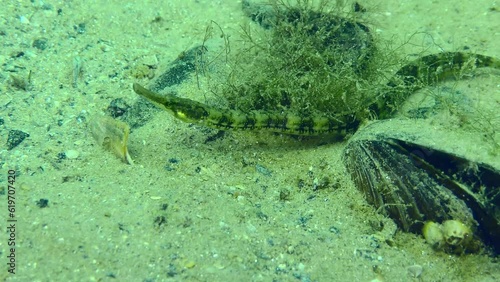 Black-striped pipefish (Syngnathus abaster) hides under a bush of algae on a sandy bottom. photo