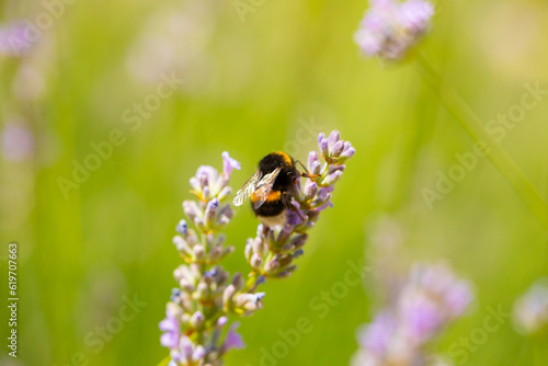 honey bee, apis mellifera, silhouette of a bee, anatomical structure of an insect, bee bathed in pollen, pollinating insect, dandelion flower photo