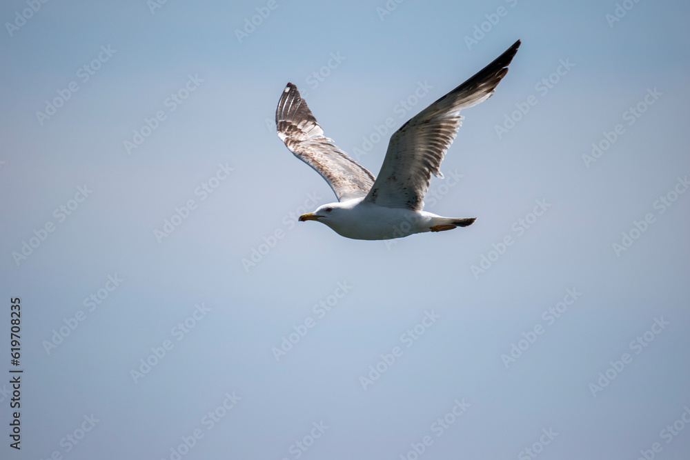 Fototapeta premium seagull in flight
