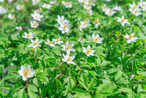 Carpet of wood anemone flowers (Anemonoides nemorosa or Anemone nemorosa) in the forest in Beskid Mały (Poland) on a sunny April day