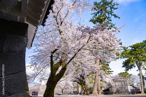 神奈川県小田原市 小田原城と桜