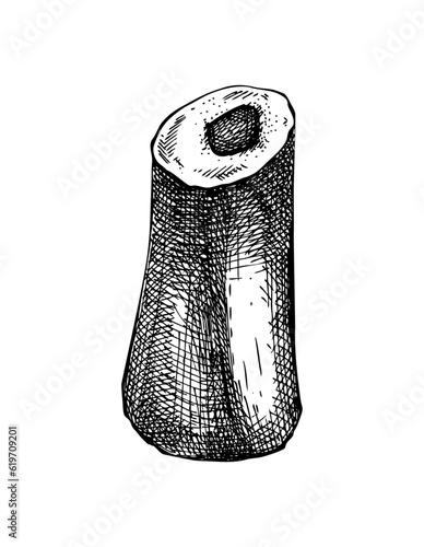 Slice of big marrowbone with meat sketch. Raw bone isolated on white background. Hand drawn healthy food illustration for butchery, recipes, menu in vintage style.