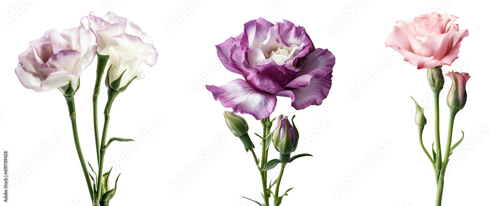 Set of eustoma flowers in full bloom, floral design elements isolated on transparent background, side view for your planes and scenes. KI.