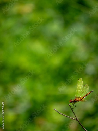 A dragonfly is on the limb with free space for text and message, isolated, background. Vertical picture. © Theeravajra