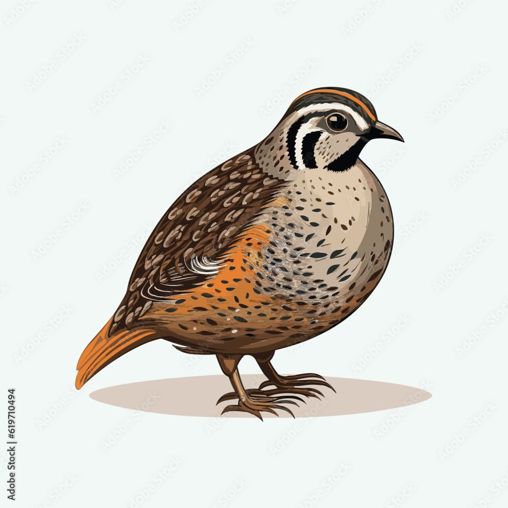 Fototapeta premium vector cute quail cartoon style