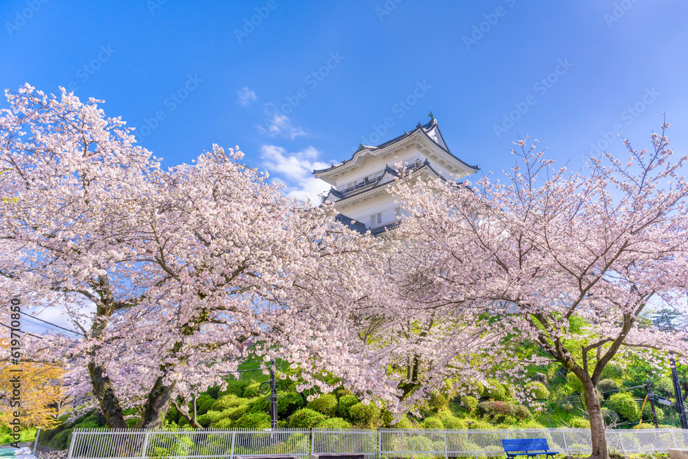 神奈川県小田原市　小田原城と桜