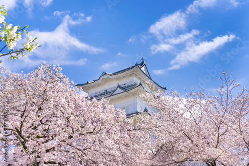 神奈川県小田原市 小田原城と桜