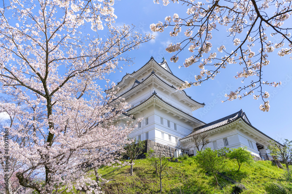 神奈川県小田原市　小田原城と桜