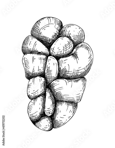 Hand drawn beef kidney sketche. Internal organs of farm animal drawings. Healthy food vector Illustrations on a white background. Cattle organ meat, offal, ingredients, butchery design elements.