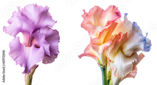 Set of gladiolus flowers in full bloom, floral design elements isolated on transparent background, side view, floral decor. KI.